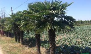 银杏苗价格 银杏苗价格