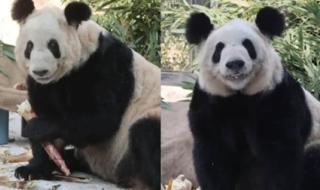 北动公布丫丫最新画面 北动公布丫丫最新画面