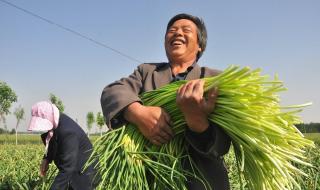 大蒜的种植方法和时间 大蒜的种植方法和时间